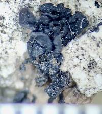 Enchylium coccophorum image