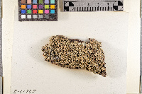 Coenogonium luteum image