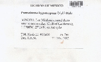 Parmotrema hypotropum image