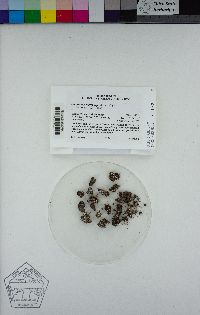 Cladonia symphycarpa image