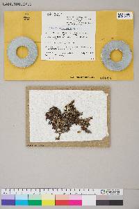 Cetraria ericetorum image