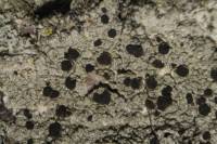 Baculifera curtisii image