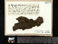 Coenogonium pineti image