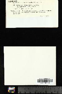 Lathagrium cristatum image