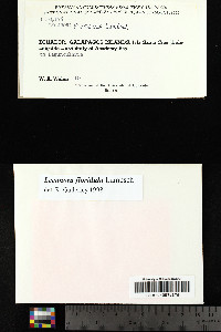 Lecanora floridula image