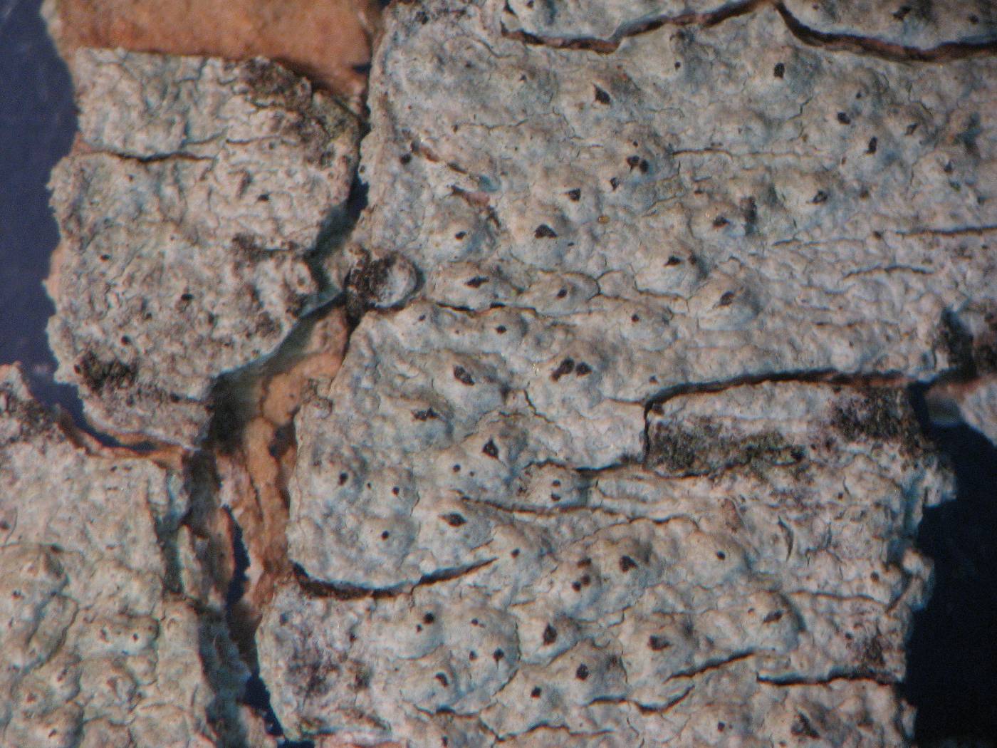 Pertusaria neoscotica image