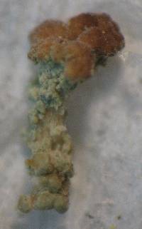 Cladonia caespiticia image