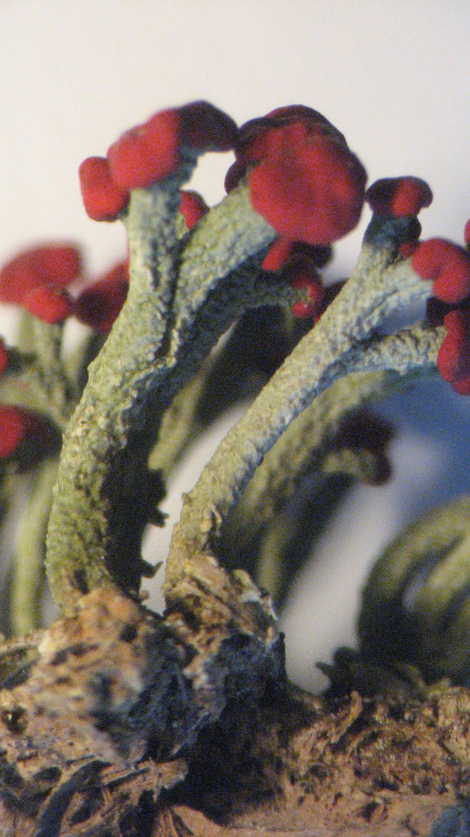 Cladoniaceae image