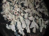 Phaeophyscia ciliata image