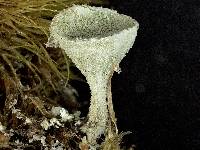 Image of Cladonia cryptochlorophaea