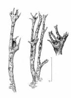 Cladonia cenotea image
