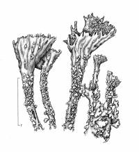 Image of Cladonia humilis