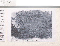 Buellia erubescens image