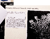 Image of Cladonia argentea