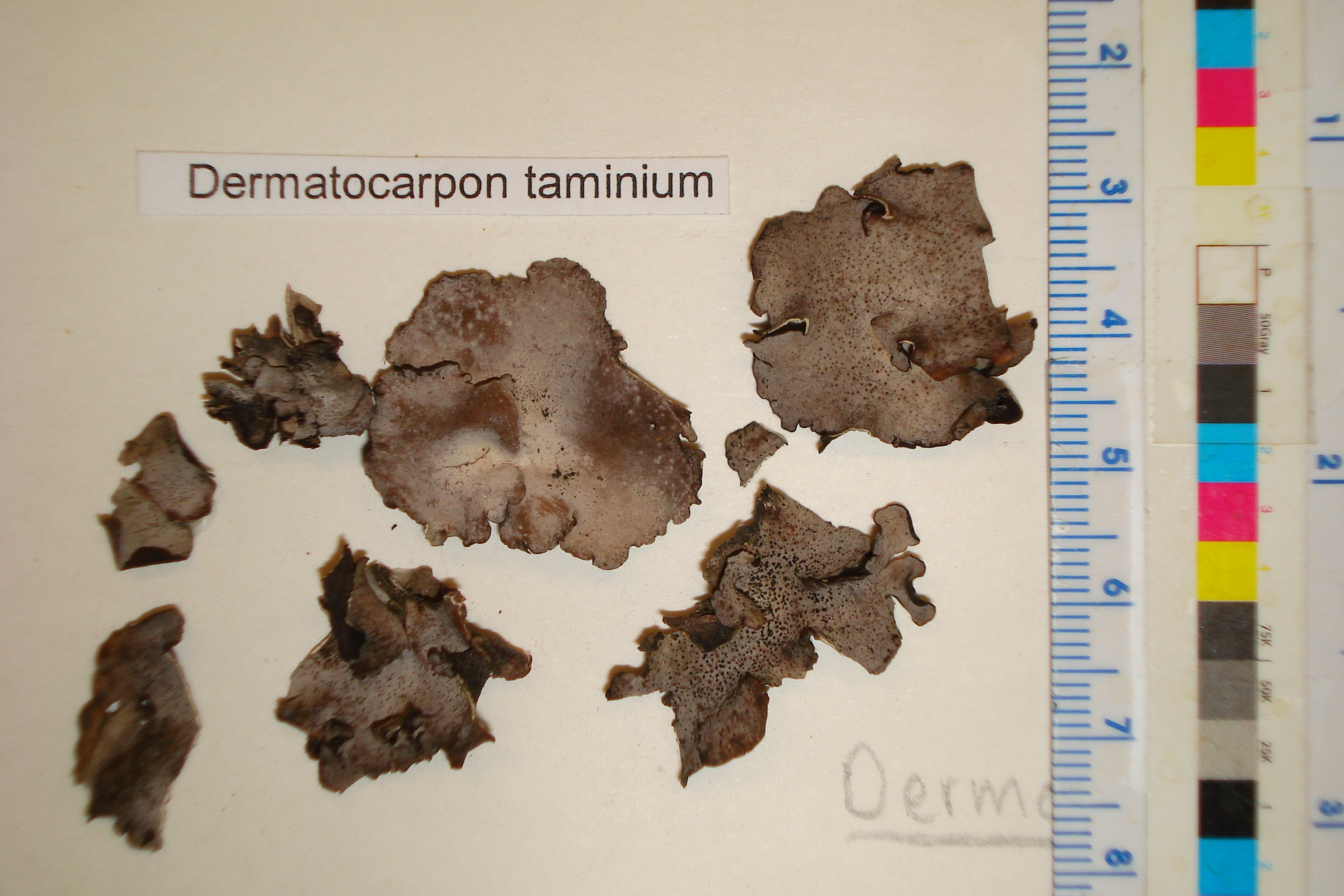 Dermatocarpon taminium image