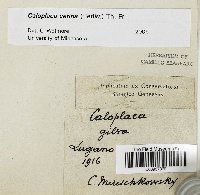 Caloplaca cerina image