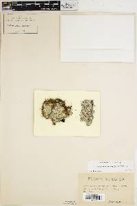 Lepraria membranacea image