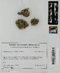Cladonia grayi image