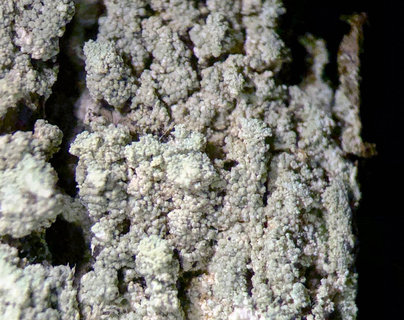 Lecanora appalachensis image