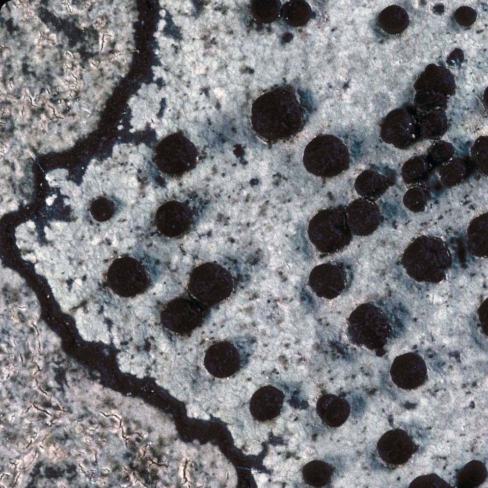 Porpidia macrocarpa image