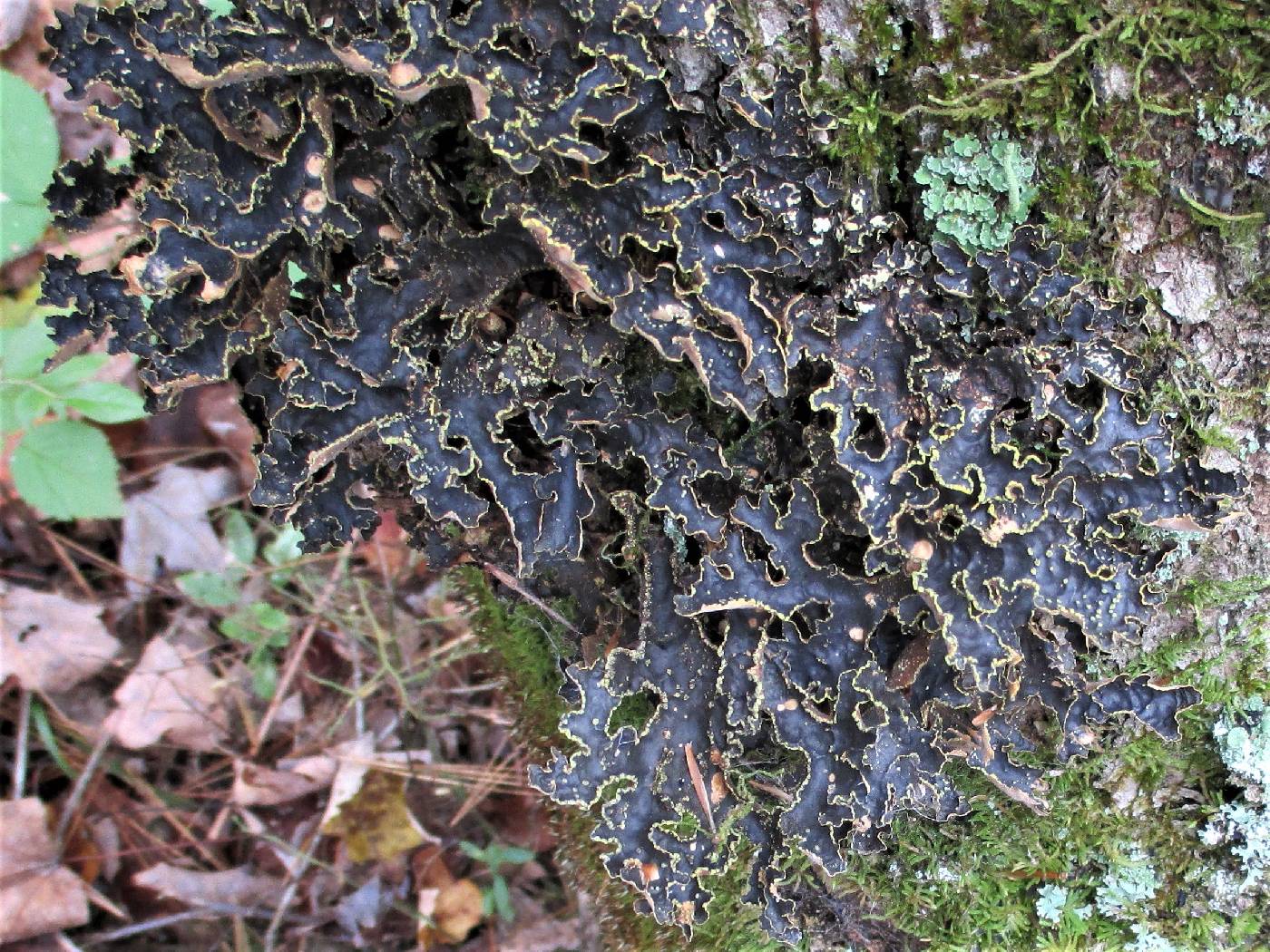 Pseudocyphellaria holarctica image
