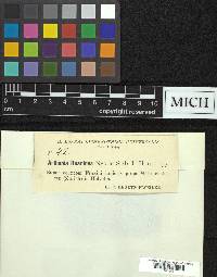 Arthothelium ruanum image