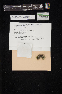 Leucodermia appalachensis image