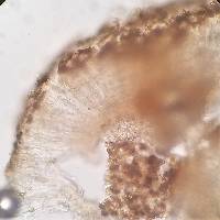 Collema pulcellum var. leucopeplum image