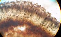 Buellia erubescens image