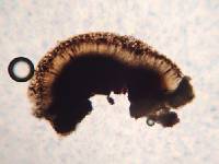 Buellia maculata image
