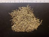 Cladonia subsetacea image