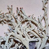 Cladonia leporina image