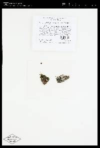 Coccocarpia palmicola image