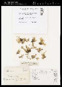 Cladonia macilenta var. macilenta image