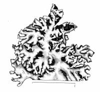 Hypogymnia vittata image