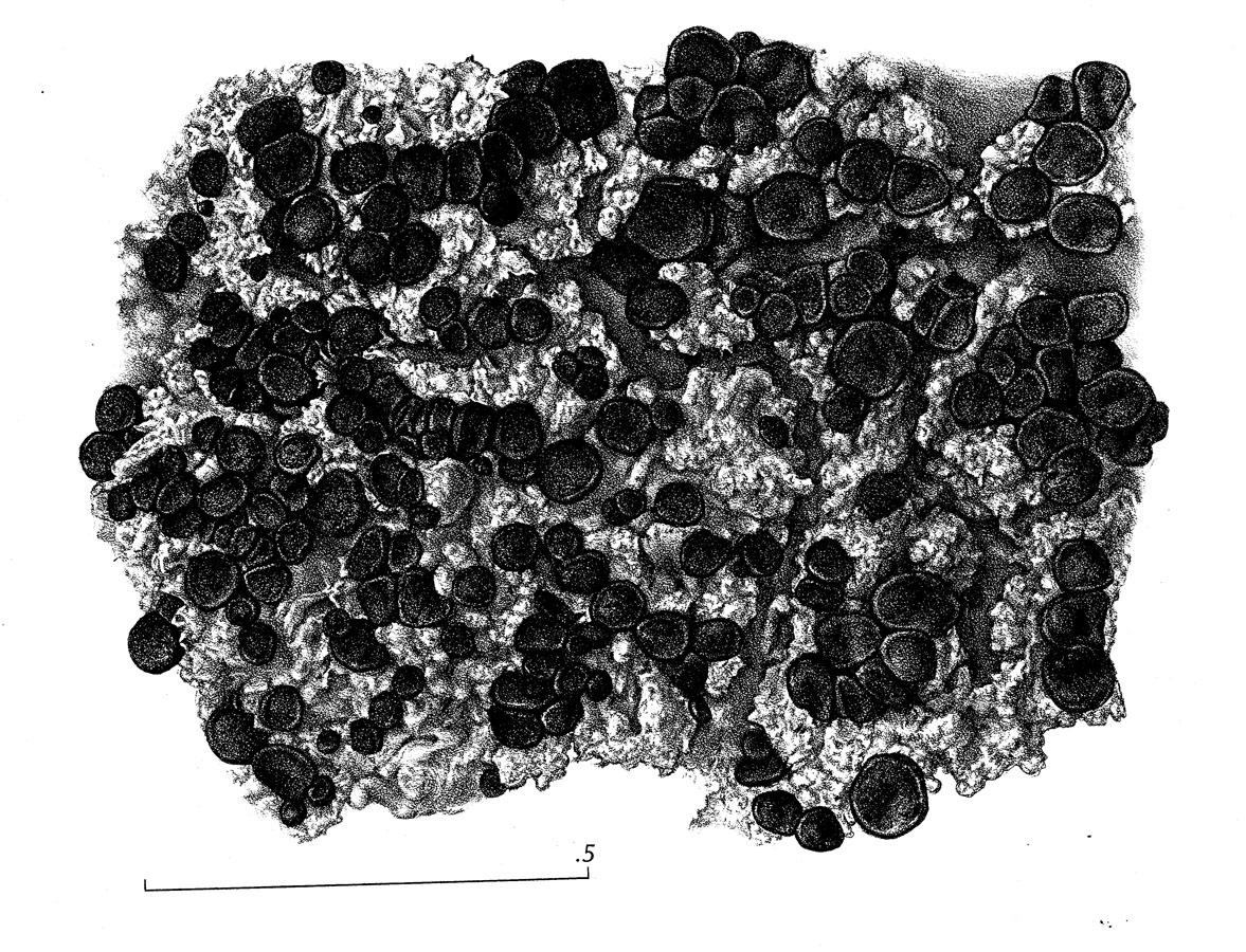 Lopadium pezizoideum image