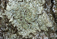 Anaptychia palmulata image