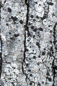 Bacidia heterochroa image