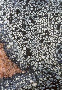 Buellia maculata image