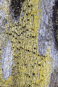 Calicium tigillare image