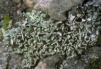 Cladonia apodocarpa image