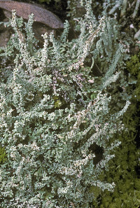 Image of Cladonia beaumontii