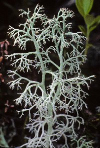 Image of Cladonia portentosa