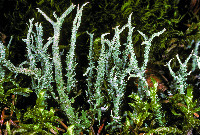 Image of Cladonia scabriuscula