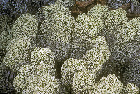 Cladonia stellaris image