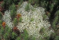Image of Cladonia subtenuis