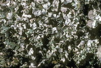 Image of Cladonia symphycarpia