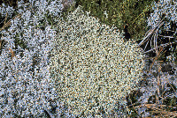 Image of Cladonia uncialis