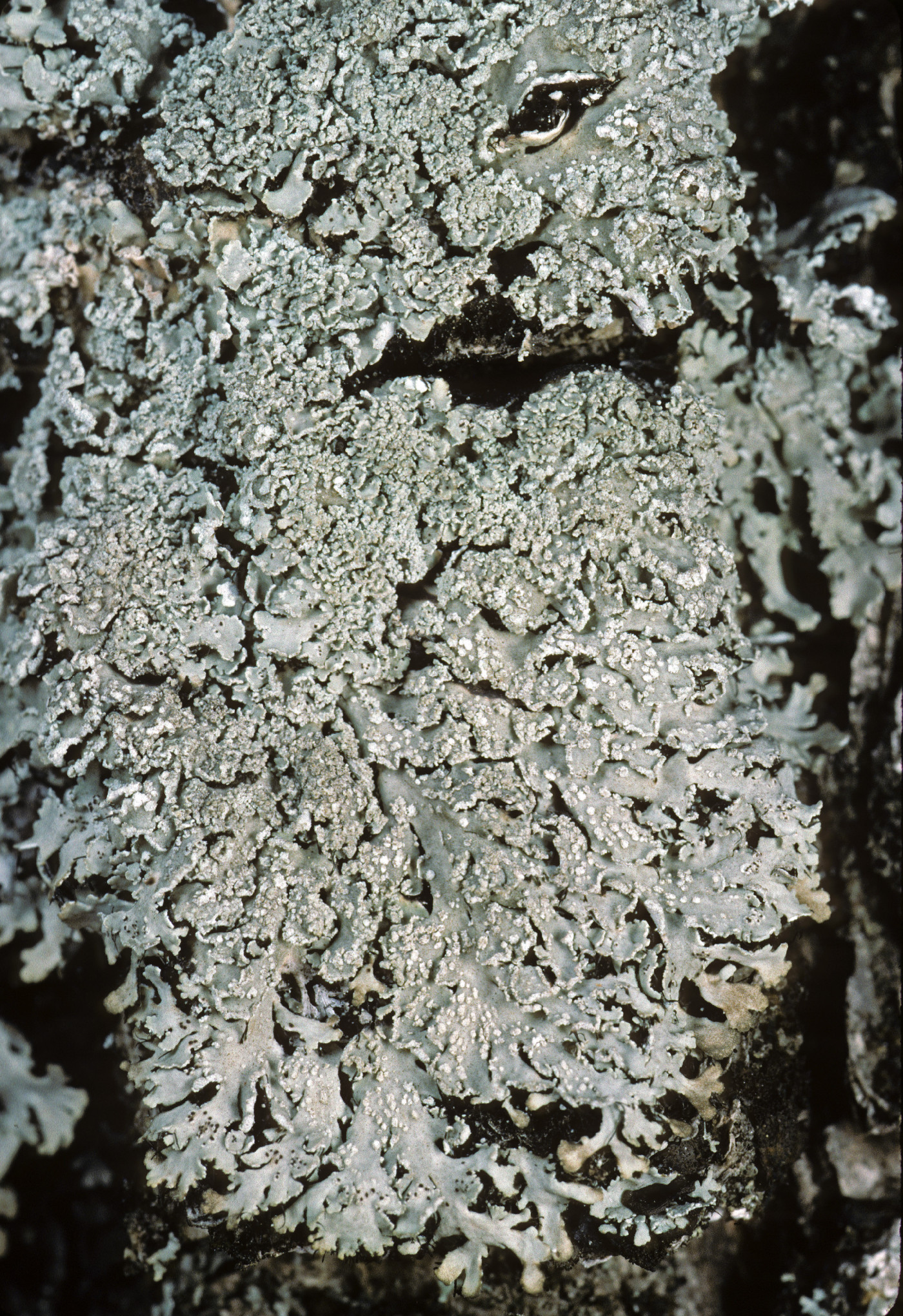 Polyblastidium casarettianum image