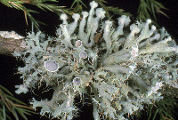 Heterodermia echinata image